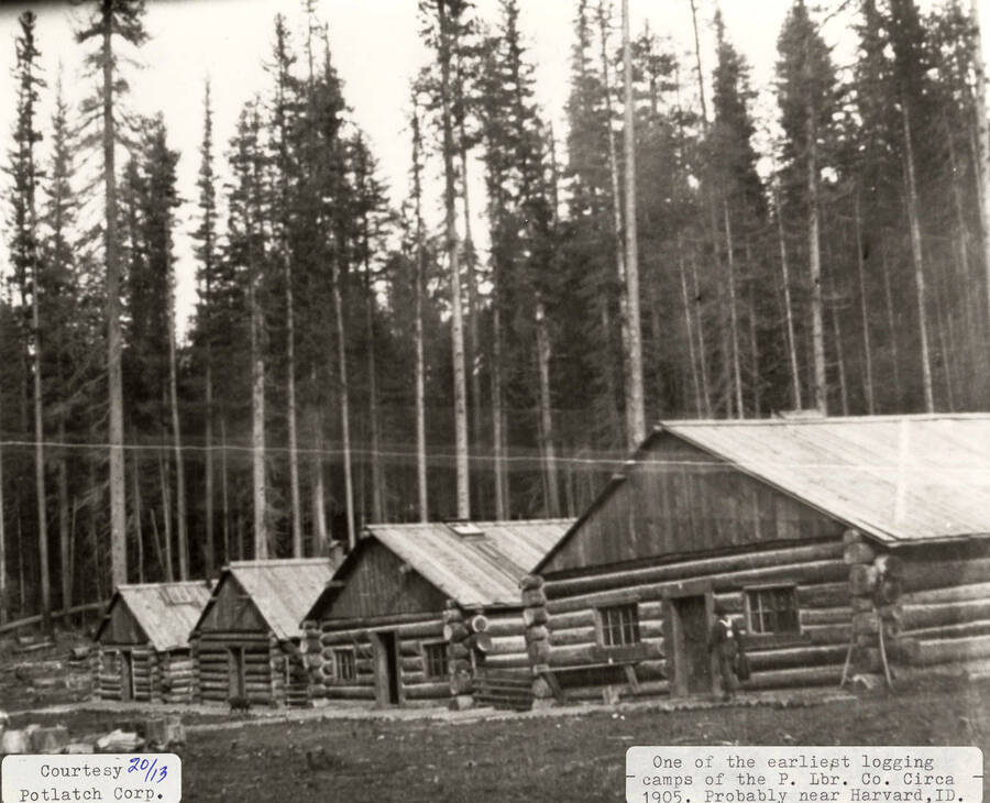 View of one of the earliest PLC logging camps, which is located near Harvard, Idaho. A man can be seen walking in front of the log cabins.