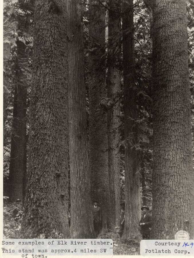 A photograph of a stand of Elk River timber approximately 4 miles southwest of the town.