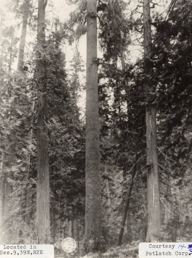 A photograph located in Section 9, 39 N, R2E of Elk River Timber.