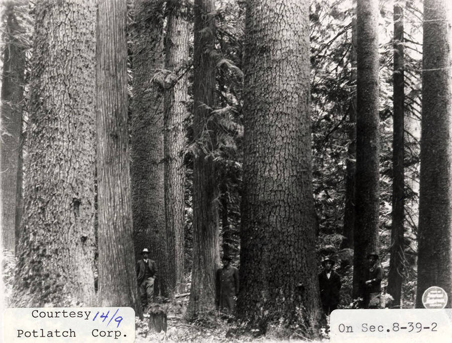A photograph located in Secion 8-39-2 of Elk River Timber.