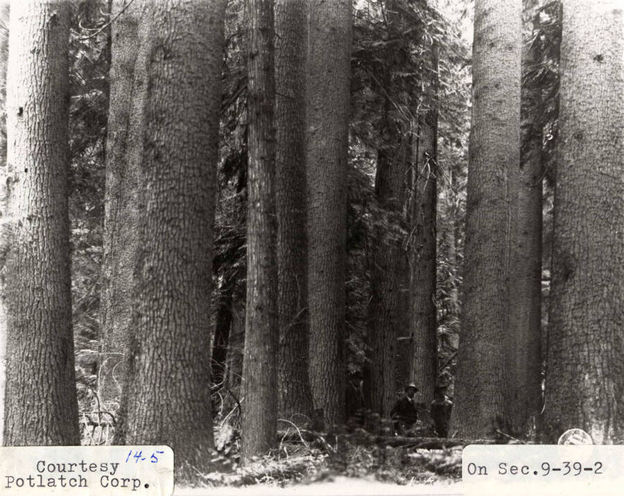 A photograph located in section 9-39-2 of Elk River Timber.
