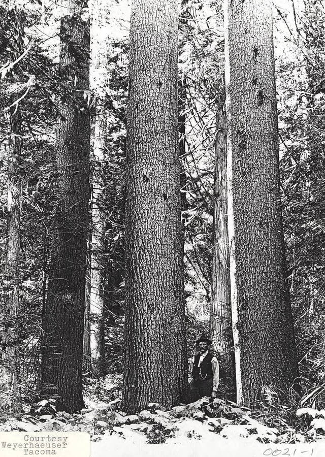 A photograph of Elk River timber.