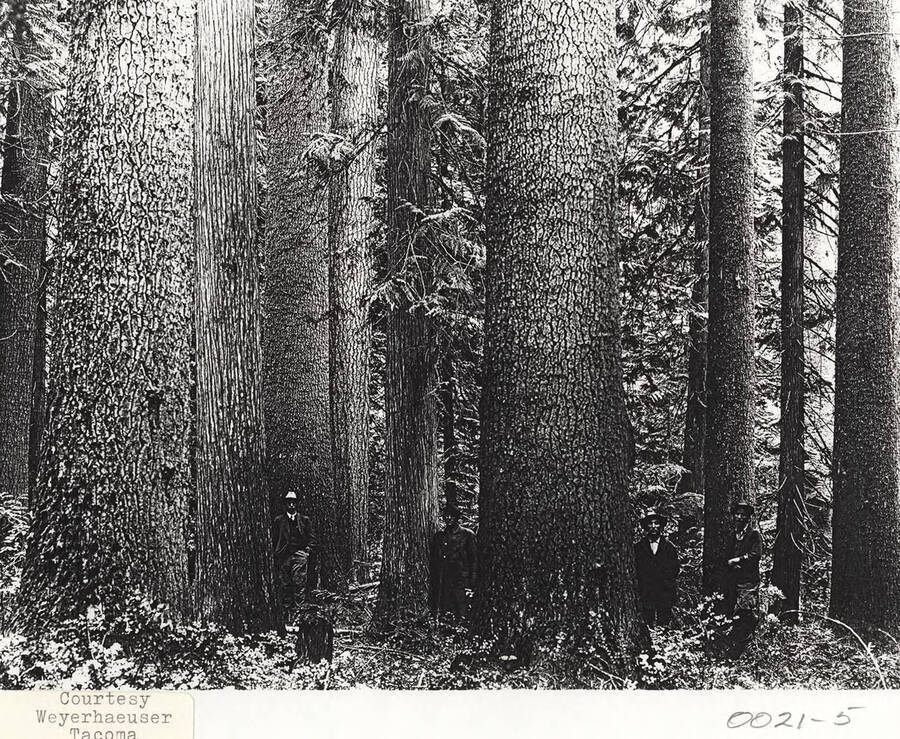 A photograph of Elk River timber.