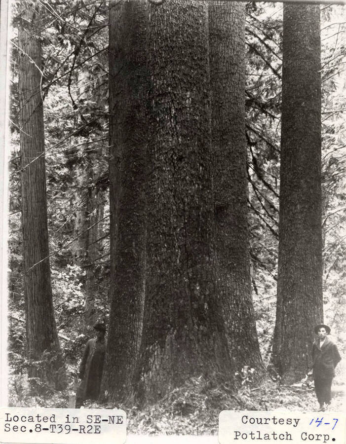 A photograph of Elk River timber located in SE-NE Sec. 8-T39-R2E.