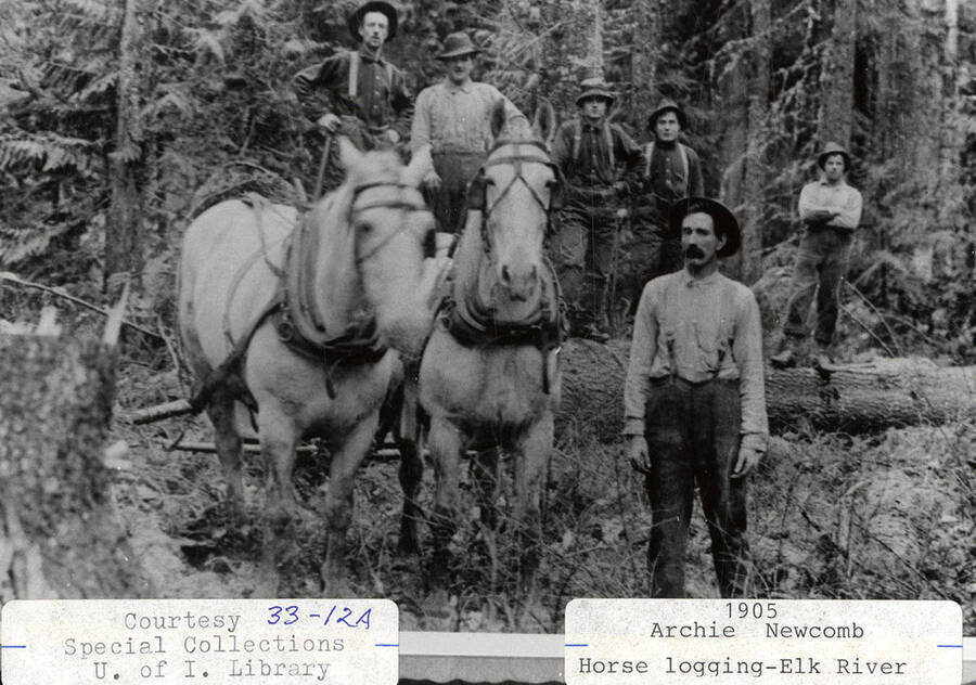 A photograph of Archie Newcomb and fellow loggers at Elk River horse logging.