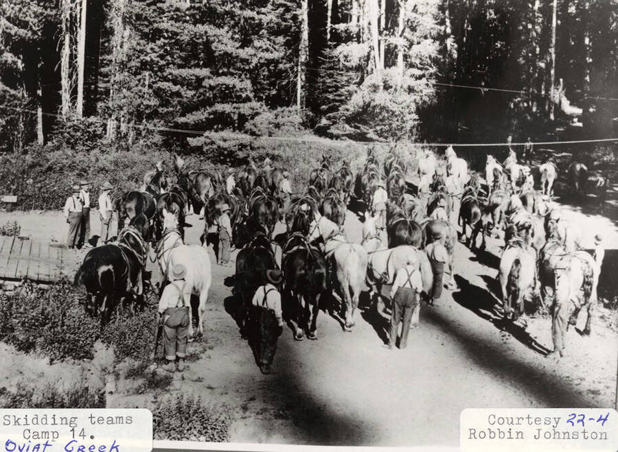 A photograph of the horse skidding teams of camp 14 at Oviat Creek.