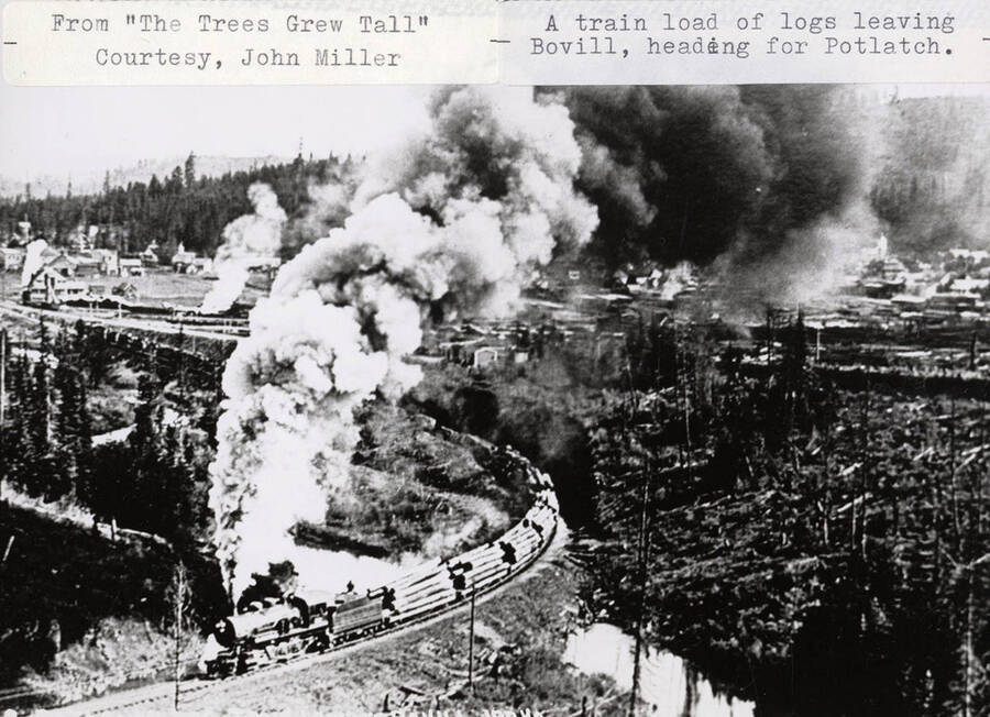 A train leaving Bovill, headed for Potlatch. The locomotive can be seen pulling loads of logs and steam can be seen coming out of the locomotive. Buildings can be seen in the background.