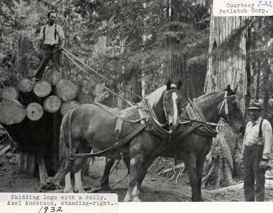 Horses pulling logs on a dolly. One man is standing on top of the logs and another man, identified as Axel Anderson is standing next to the horses.