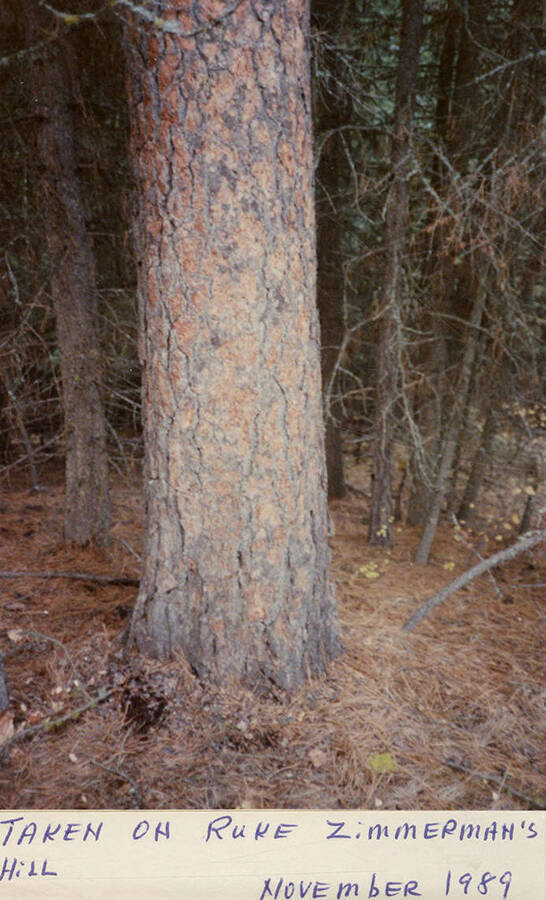 A tree on Ruke Zimmerman's Hill.