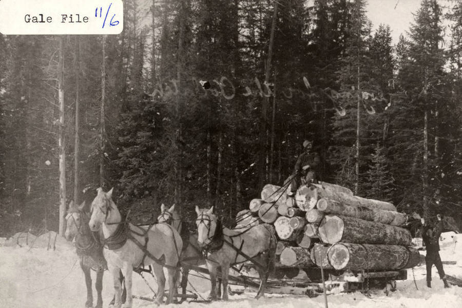 Four horses pulling logs in the snow. One man is sitting on top of the logs and another man is standing next to the stack of logs.