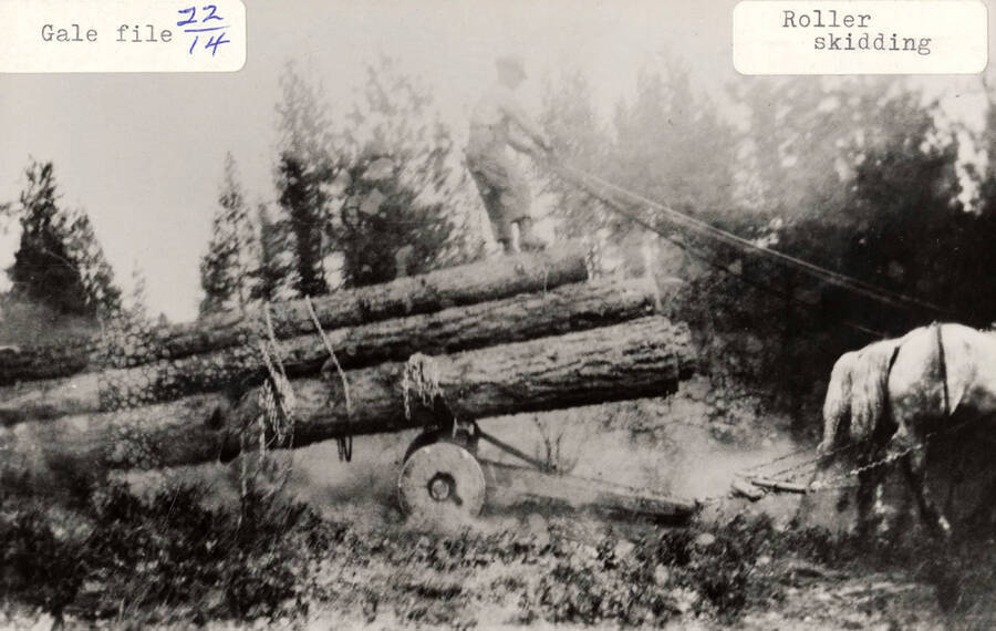 Horses pulling logs that are on wheels. A man can be seen standing on top of the stack of logs guiding the horses.