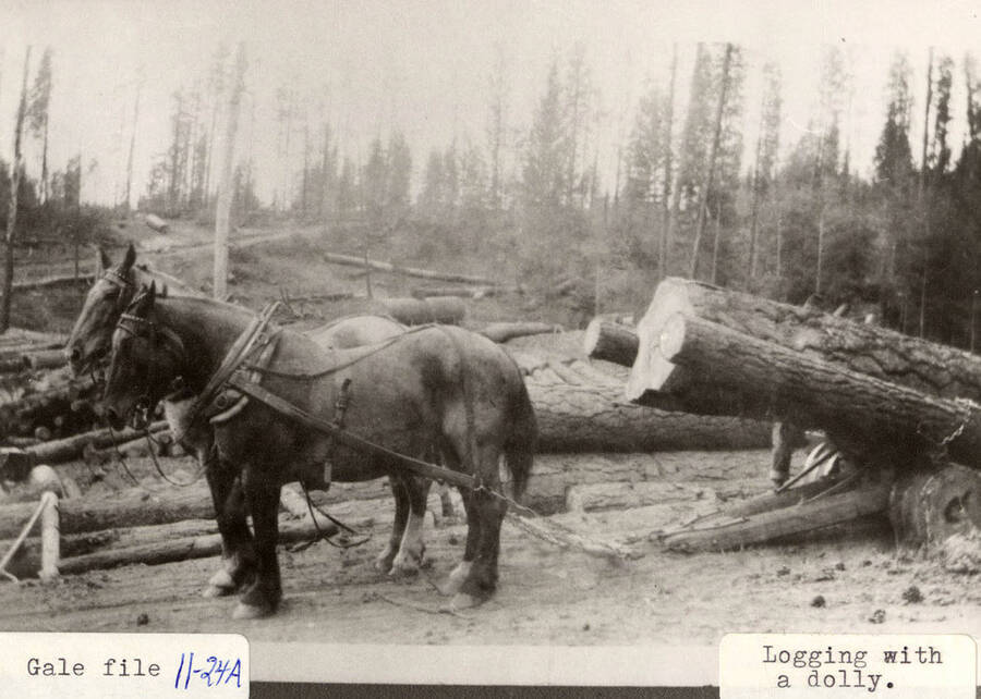 Horses pulling logs on a dolly.