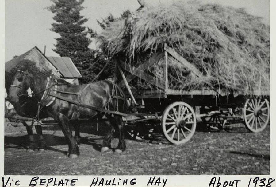 Two horses with a wagon overflowing with hay at the Vic Beplate Place.