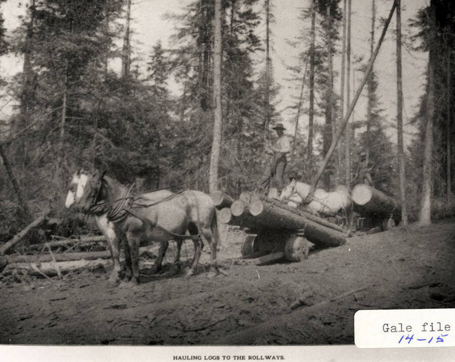 Horses hauling logs on a dolly to the rollways. A man can be seen standing on top of the stack of logs.