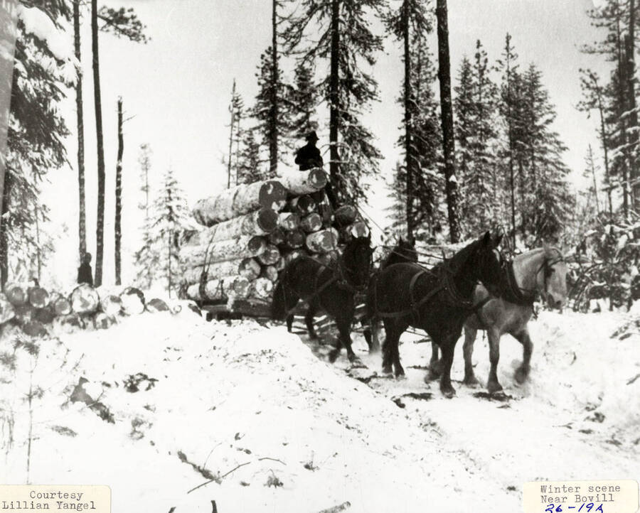 Four horses pulling logs in the snow, near Bovill, Idaho. A man can be seen standing on top of the stack of logs.