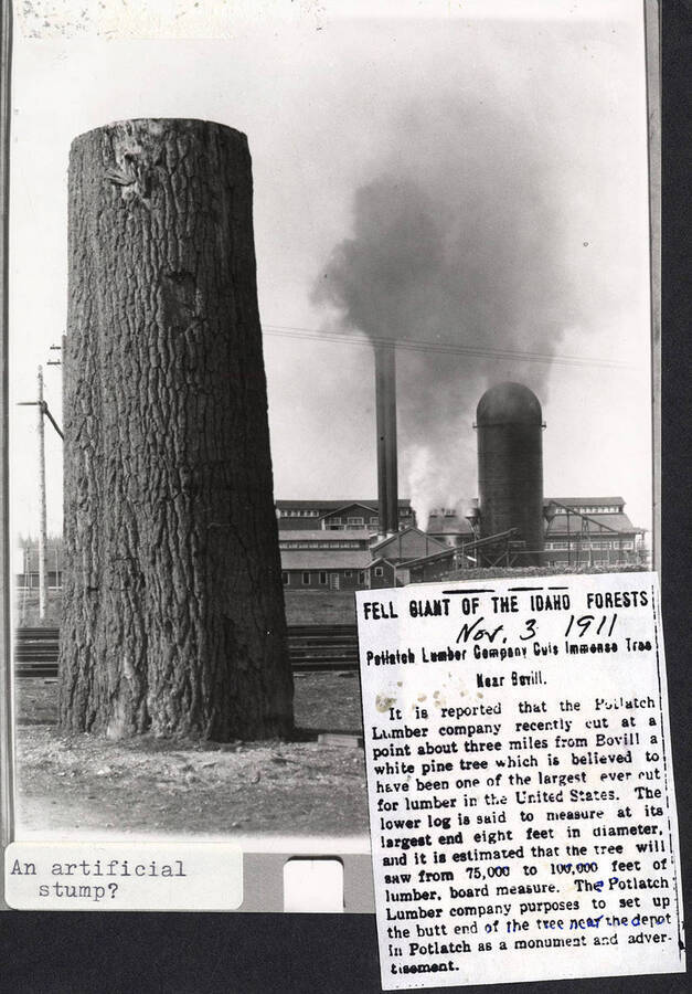 A photograph and a newspaper clipping about a very large white pine tree the Potlatch Lumber company cut whose stump was to be placed near the depot in Potlatch as a monument. There is a note on the photo questioning if the stump was fake.