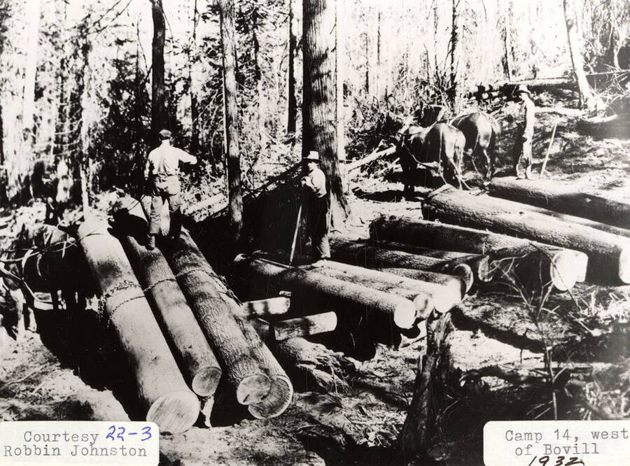 Horses hauling logs at Camp 14, which is located west of Bovill, Idaho. A few men can be seen standing on top of stacks of logs.