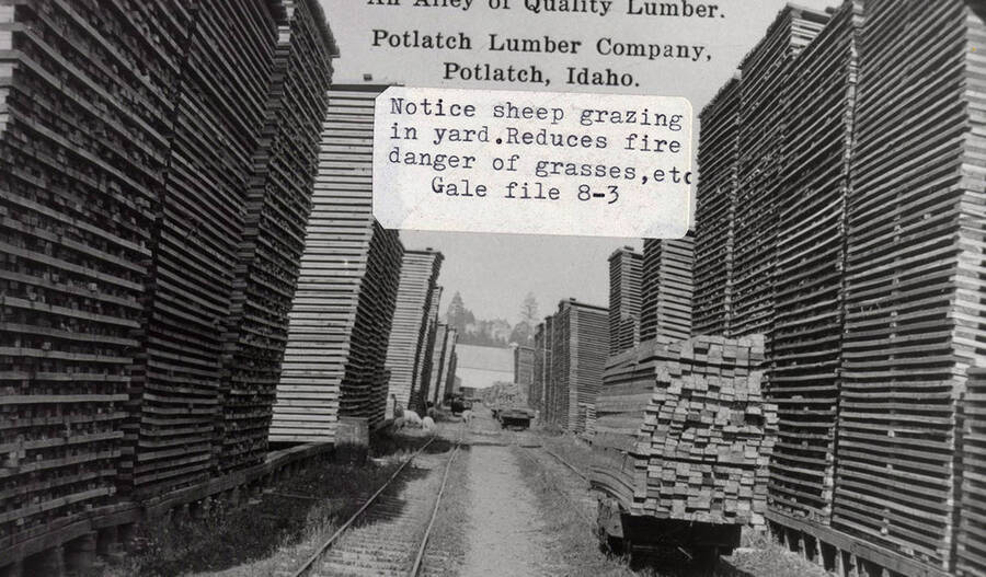 A photograph of an alley full of quality lumber and sheep to reduce the fire danger of grasses.