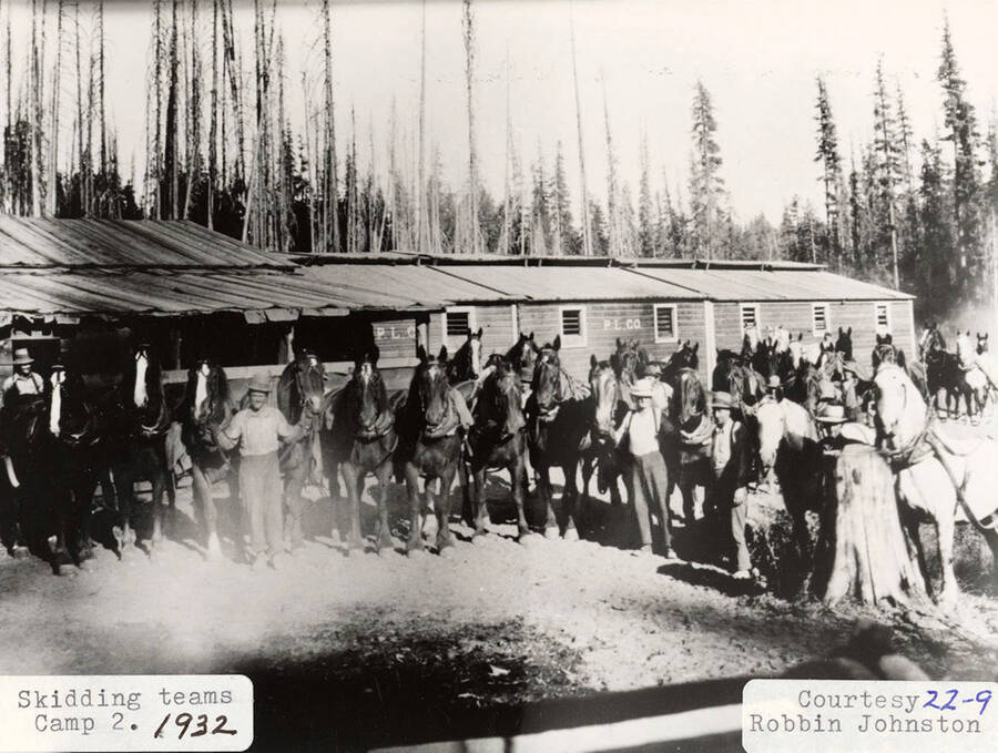 Photo of the skidding teams at Camp 2. Men can be seen standing throughout a group of horses.