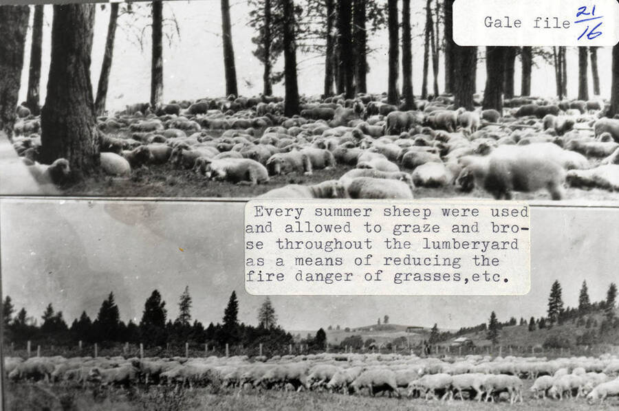 Two photographs of the large herds of sheep used in the summer throughout the lumber yard to help reduce the fire danger of the grass.