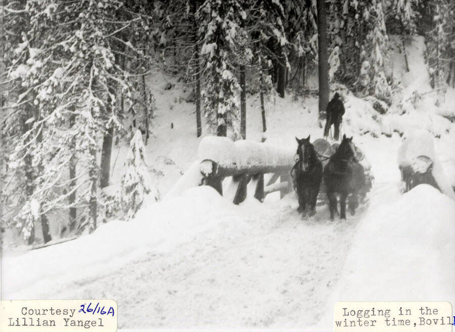 Two horses pulling logs in the snow, near Bovill, Idaho. A man can be seen standing on top of the stack of logs.