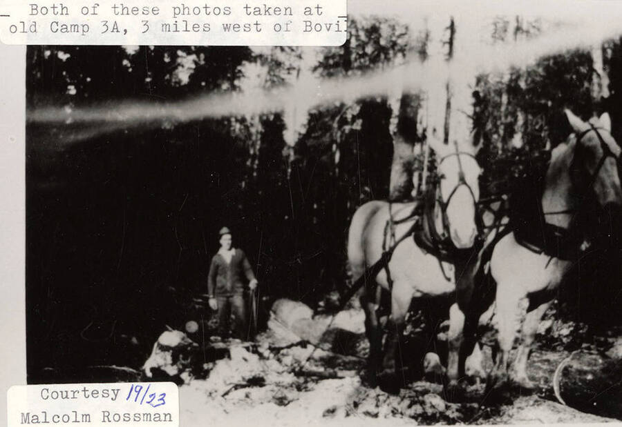 A man and two horses at the old Camp 3A, which is located 3 miles west of Bovill, Idaho.