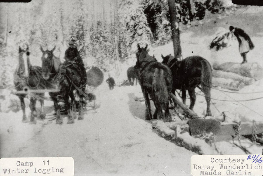 Horses pulling logs in the snow at Camp 11.