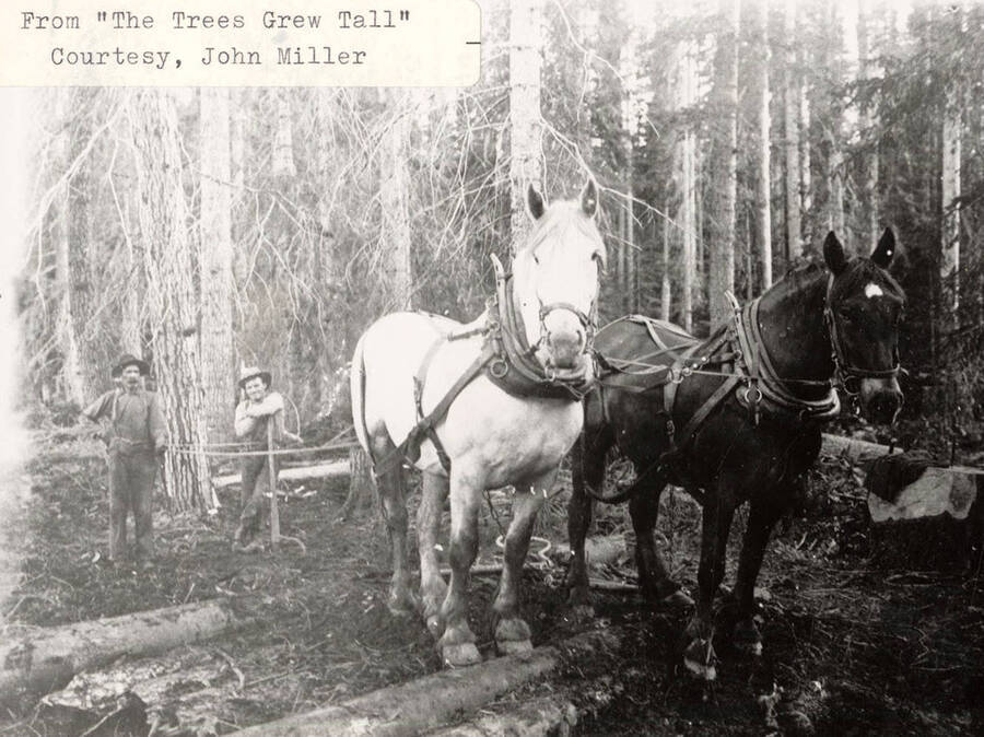 Two men standing with two horses in a forest.
