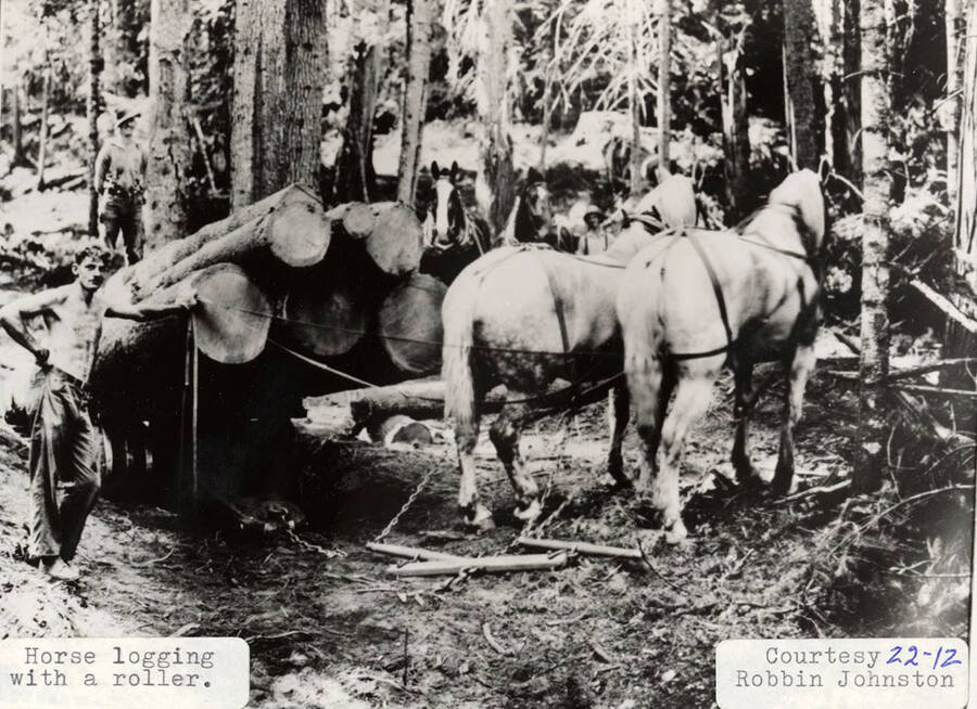 Horses pulling logs on a roller. A few men can be seen standing next to the stack of logs.