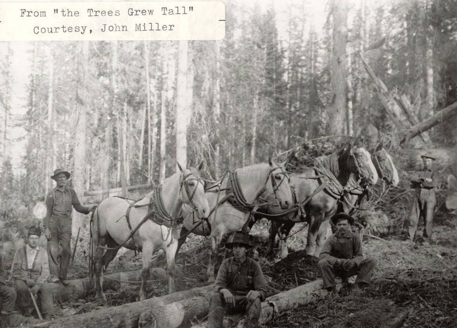 A group of men standing and sitting around four horses, who are equipped to haul logs.