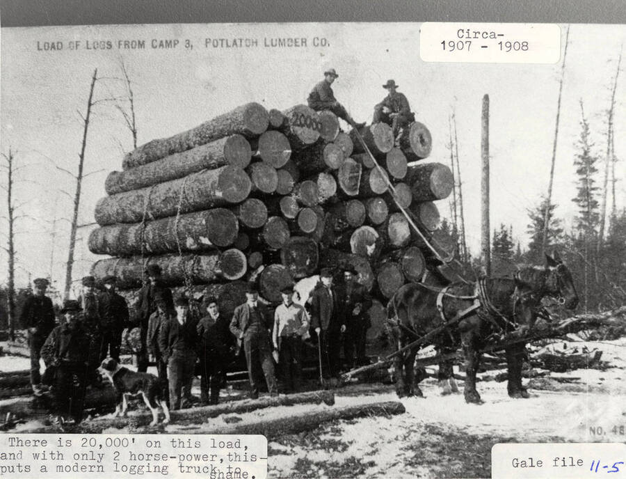 A load of logs from Camp 3 that is 20,000 feet total. The load is being hauled by only two horses. Two men can be seen sitting on top of the stack of logs and many men and a dog are standing next to the stack.
