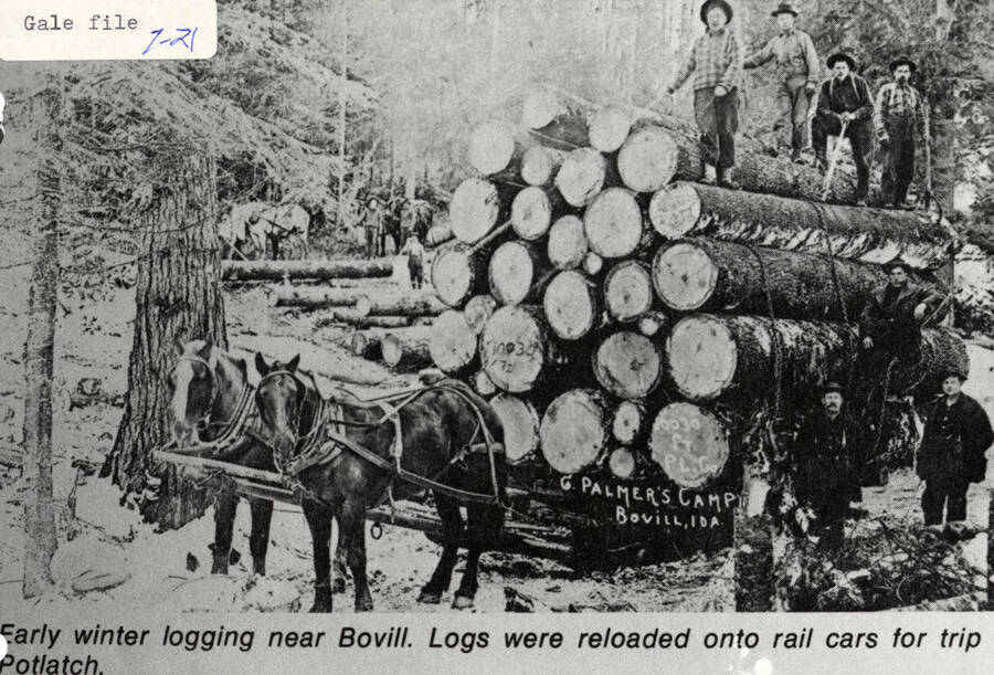 Horses pulling a load of logs in the snow near Bovill, Idaho. A few men can be seen standing on top of and next to the stack of logs. The logs were later reloaded onto rail cars when they were sent to Potlatch.