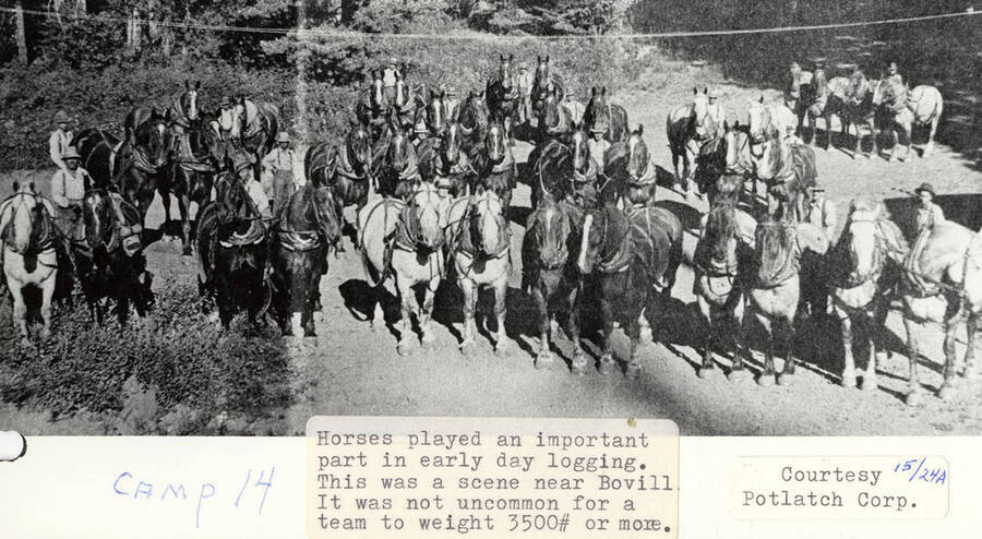 Men standing with a group of horses at Camp 14, which was located near Bovill, Idaho. Horses played an important role in early logging and a team could haul 3500 pounds or more.