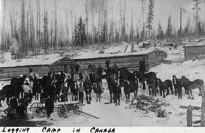 A photograph of a group of men and mules at a logging camp in Canada.