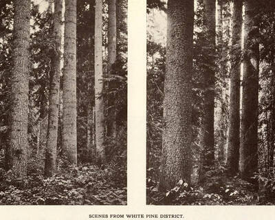 Photographs of trees from the white pine district.