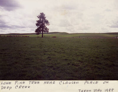 A lone Pine tree near Clausen Place on Deep Creek.