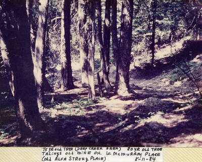 75 and 80 yr. old tree tailings on W. McMurray Place (the old Alva Strong Place) in the Deep Creek area of Idaho.