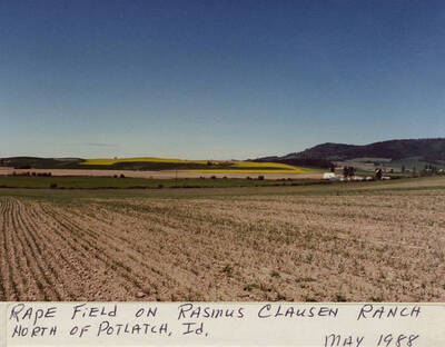 A rapeseed field on Rasmus Clausen Ranch north of Potlatch, Idaho. Taken in May, 1988.