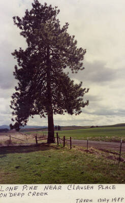 A lone pine tree near the Clausen Place on Deep Creek. Taken in May, 1988.
