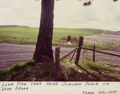A lone pine tree near a fence and road on the Clausen Place on Deep Creek. Photograph taken in May, 1988.
