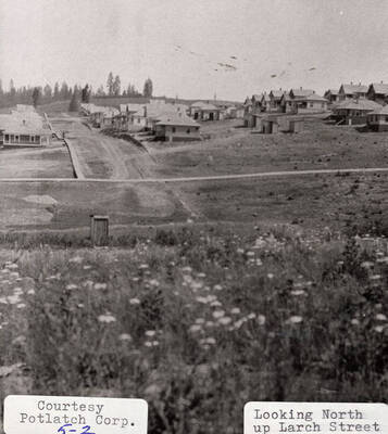 A photograph looking north up Larch Street.