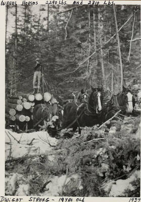 Dwight Strong driving a team of horses pulling a sledge of lumber. Photograph taken in 1937.