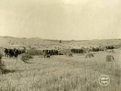 Five threshing and haying crews stand for a picture in a field. Each team of horses contained four horses