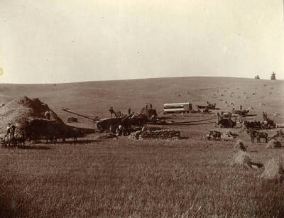 Threshing crews finishing up harvest, bagging grains and piling straw after its been threshed. Vern Clark is pictured.