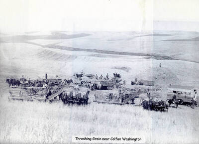 Threshing grain with horse teams near Colfax, Washington.