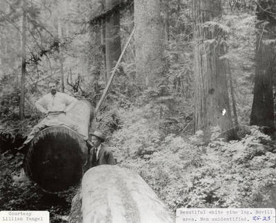 One man sitting on top and one man standing next to a couple white pine logs.