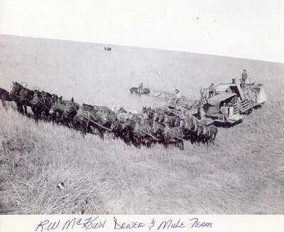 The mule team pulling a binding machine through a field.