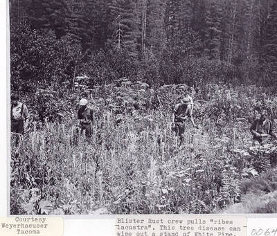 Five men, who are part of the Blister Rust crew, pulling 'ribes lacustra'. This tree disease can wipe out White Pine trees.