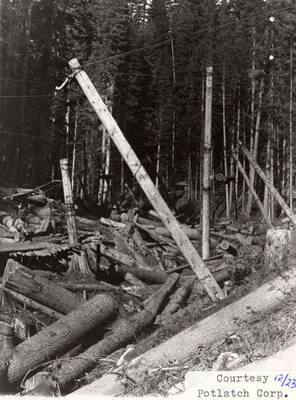 View of a forest with logs laying on the ground around the trees. A few ropes can be seen wrapped around some logs.