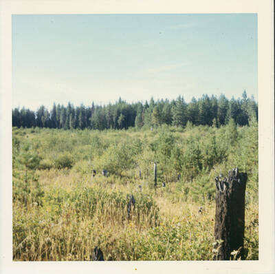 A view of a tree stump with the field in the background.